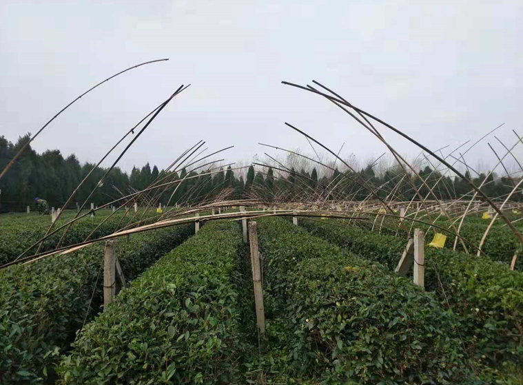 天气渐冷，瀚林春越冬防护正当时