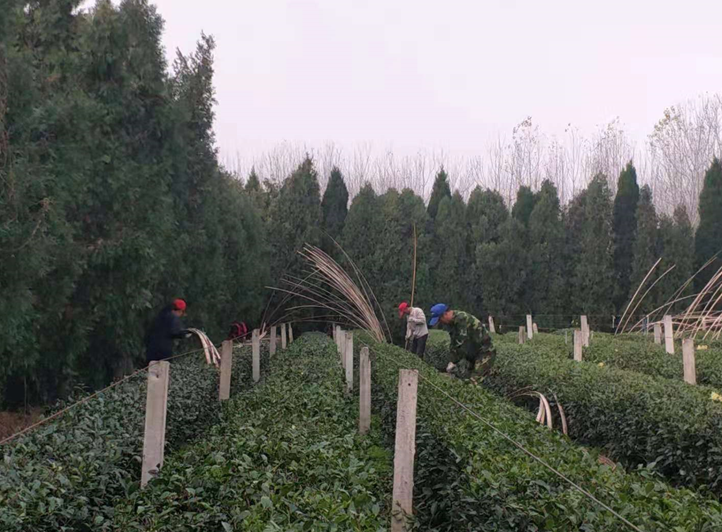 天气渐冷，瀚林春越冬防护正当时